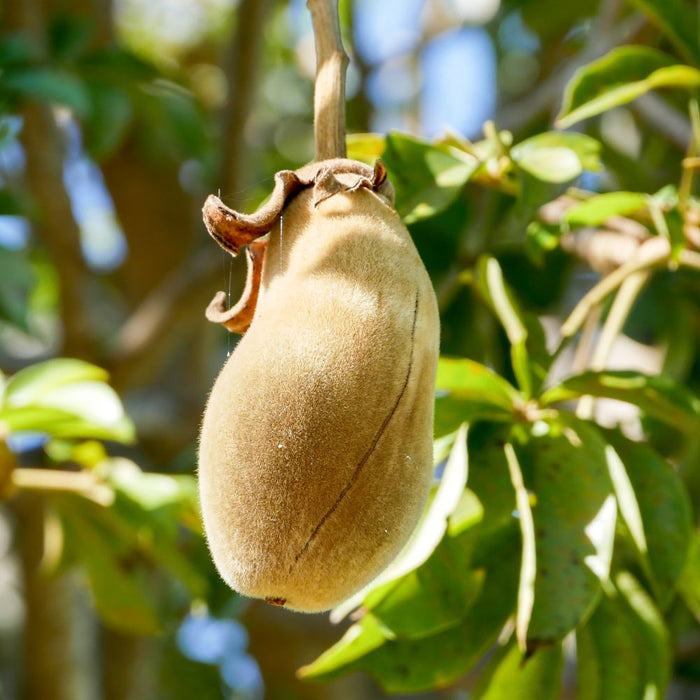 Baobab Blood Flow
