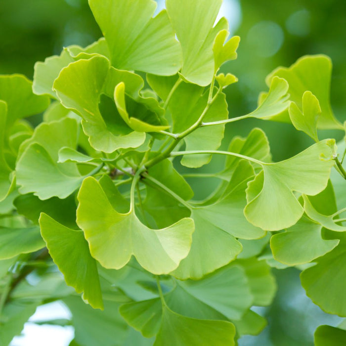 Gingko Biloba Blood Flow