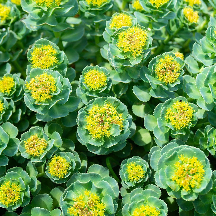 Rhodiola Rosea ingredient menopause support