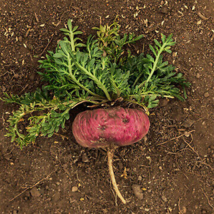 Rode Maca ingredient menopause support
