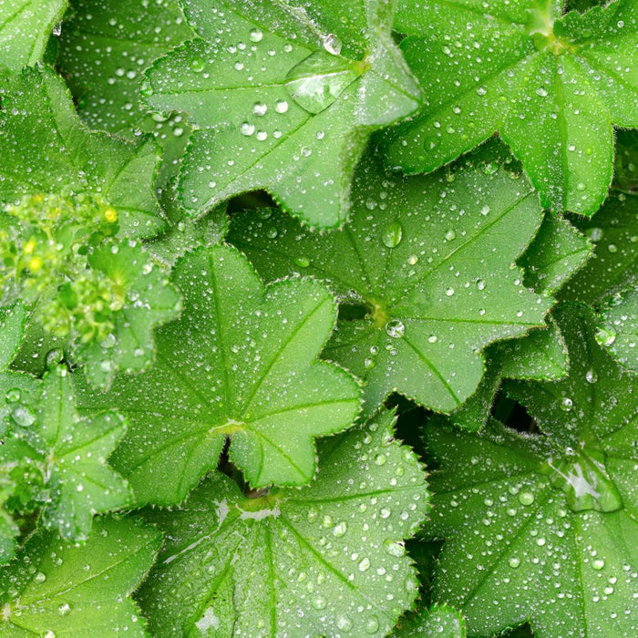 Vrouwenmantel Menopause Support ingredient