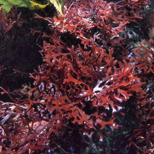 Iers mos (Irish sea moss): het mineraalrijke zeewier voor energie, herstel en huidgezondheid