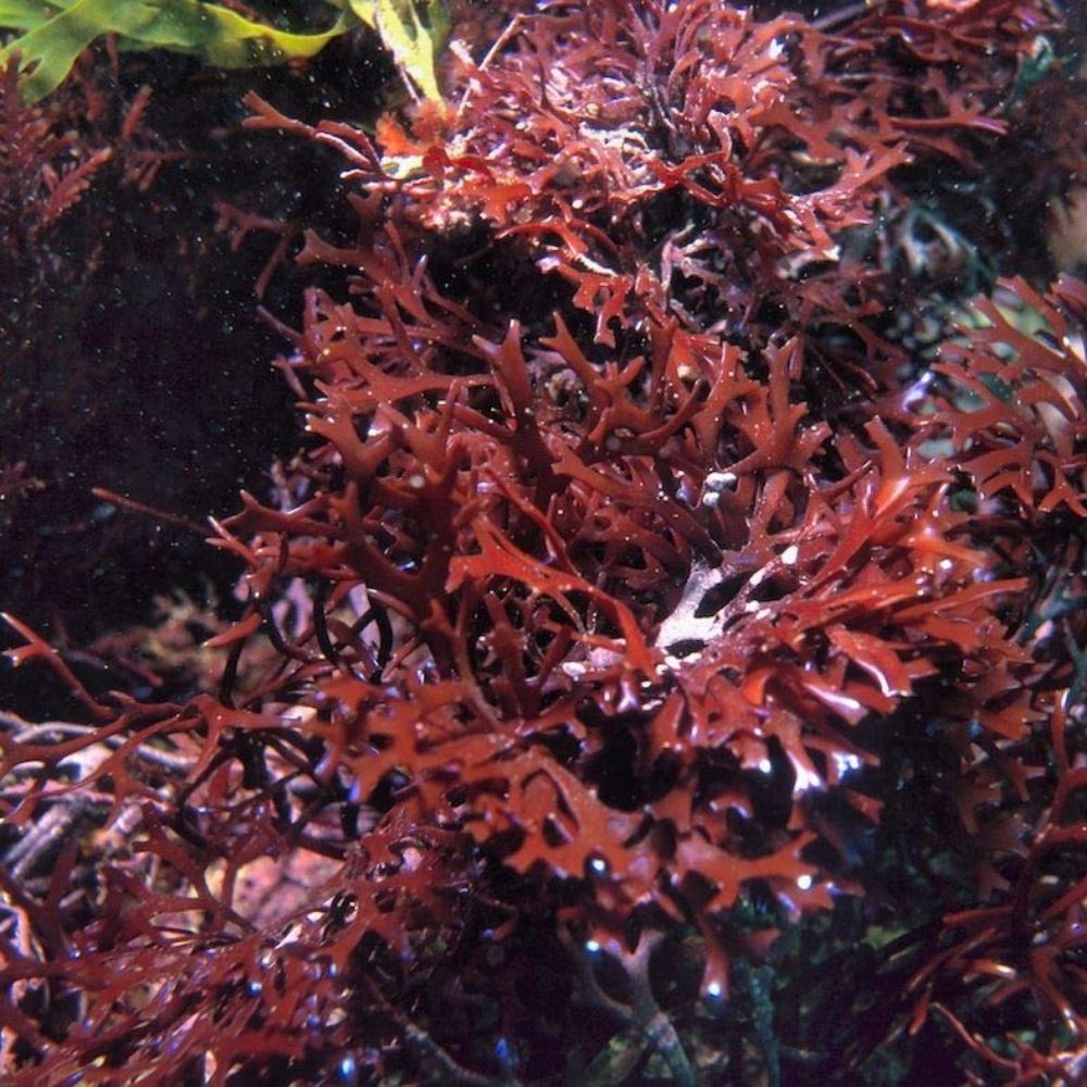 Iers mos (Irish sea moss): het mineraalrijke zeewier voor energie, herstel en huidgezondheid