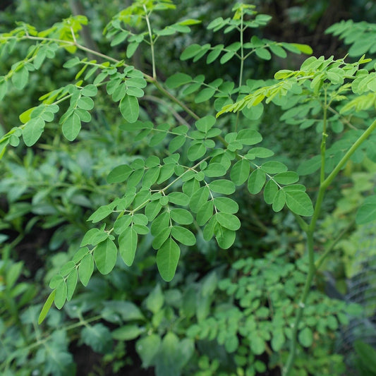 Wat is Moringa? Ontdek Dit Krachtige Superfood en Zijn Voordelen - Nullifying Herbs