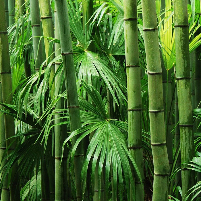 Bamboeblad