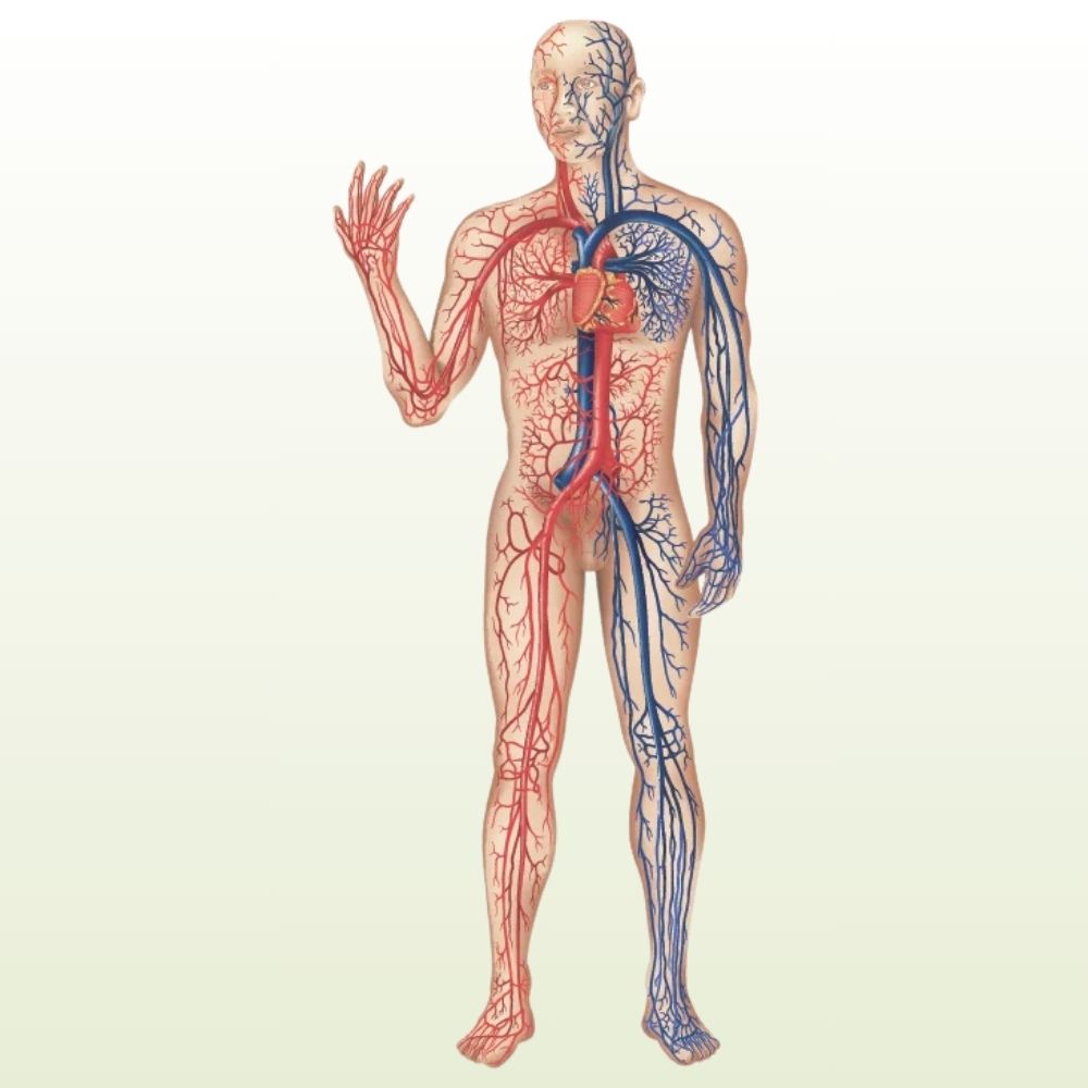 Blood Flow ondersteuning microcirculatie en vaatgezondheid