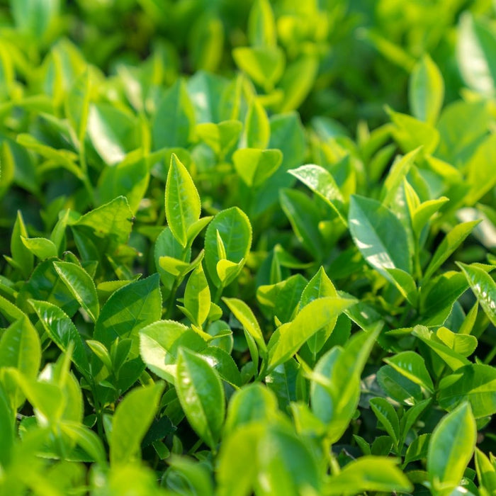 Groene Matcha thee plant blad energy & focus boost