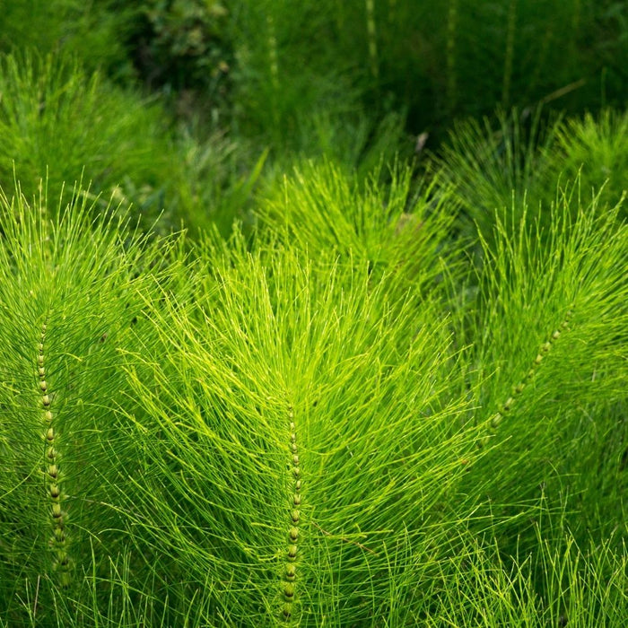 Heermoes