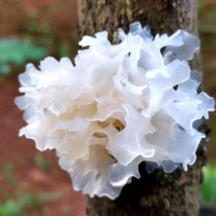 Tremella
