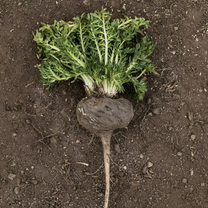 Zwarte maca masculine power