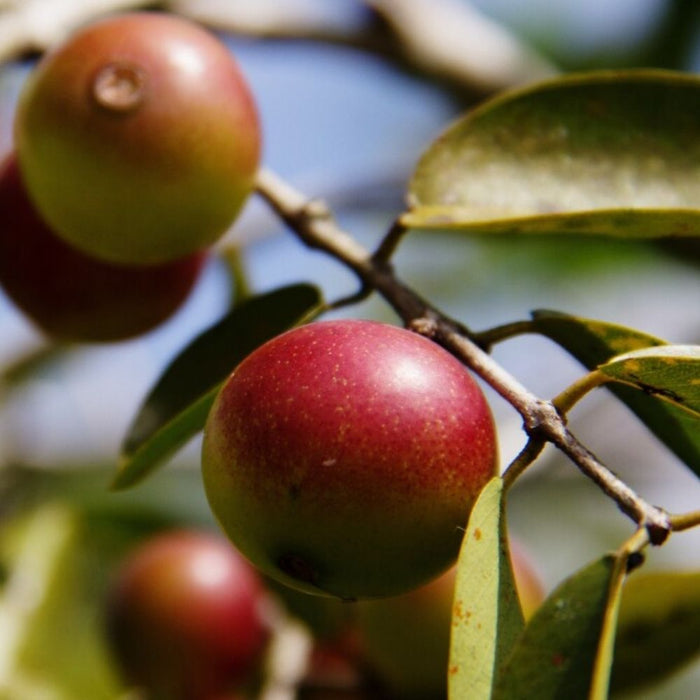 camu camu bessen wild