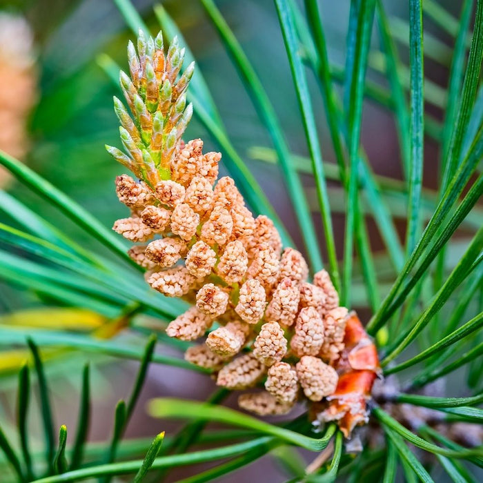 dennenpollen masculine power