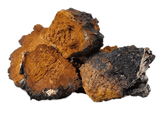 Chaga - Nullifying Herbs