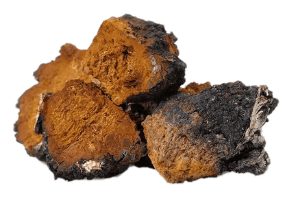 Chaga - Nullifying Herbs