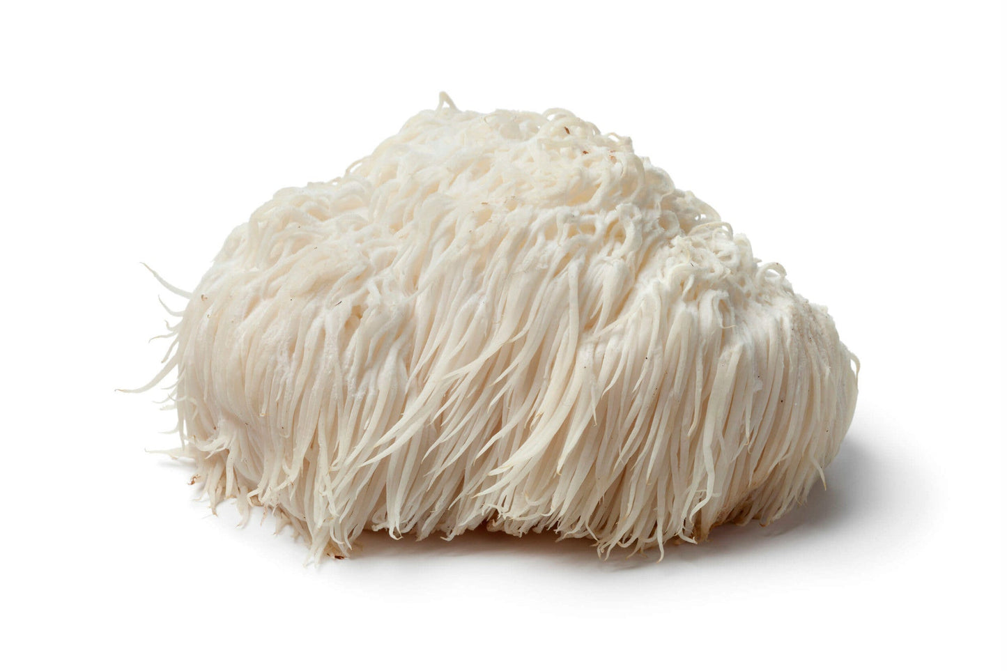 Lions Mane - Nullifying Herbs