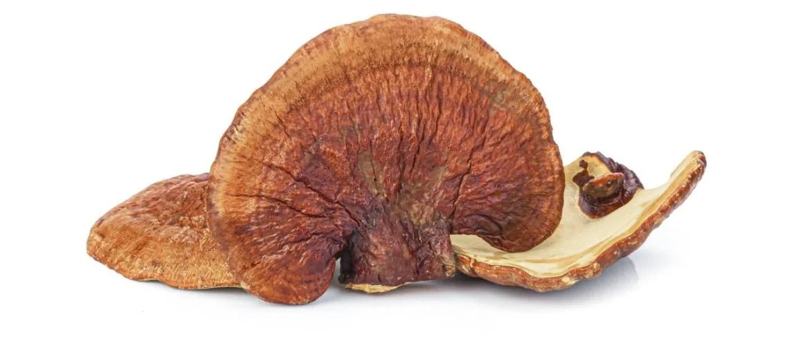 Reishi - Nullifying Herbs